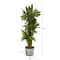 4.5ft. Corn Stalk Dracaena in Black Embossed Tin Planter